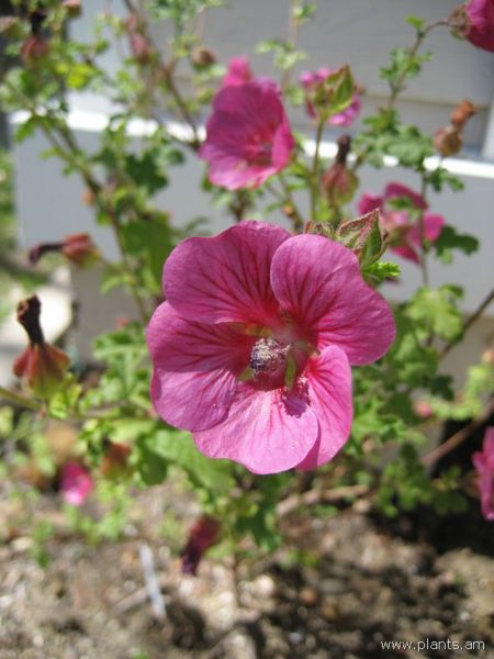 File:Anisodontea hypomandarum-cape mallow-IMG 1028 oc.jpg