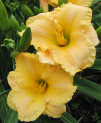 Hybrid daylily 'Tom Collins'