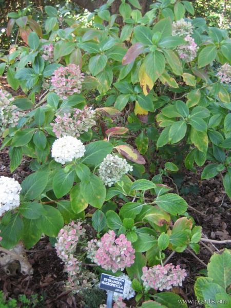 File:Hydrangea macrophylla-IMG 7675 sfbg0308.jpg