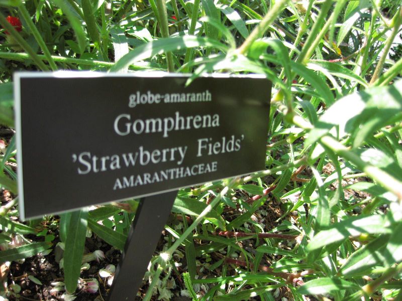 File:IMG 0120 nybg09.jpg