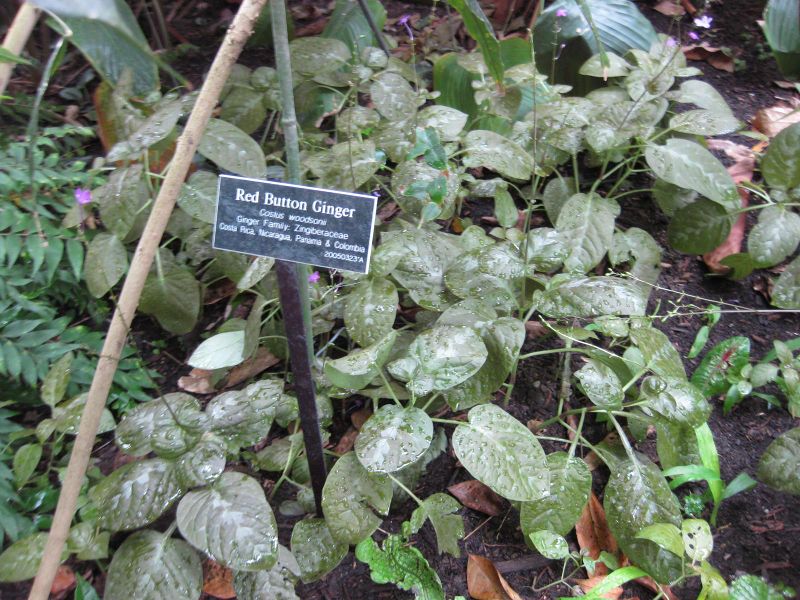 File:IMG 1083 bbg09.jpg