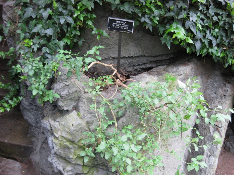 File:IMG 1239 bbg09.jpg