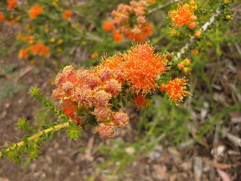 File:IMG 7177 hunt09jun.jpg