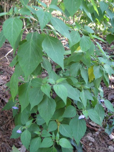 File:Lycianthes quichensis-IMG 7931 sfbg0308.jpg