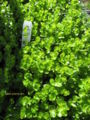 Lysimachia nummularia - moneywort