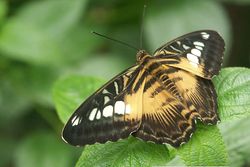 The Clipper Parthenos sylvia