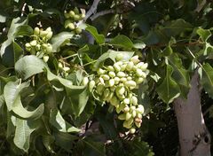 Pistachio with ripening fruit