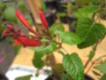 Salvia holwayi