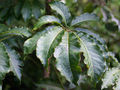 Schefflera digitata