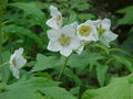 Thumbnail for version as of 20:28, 6 October 2007