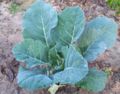 Collard- Top Bunch)